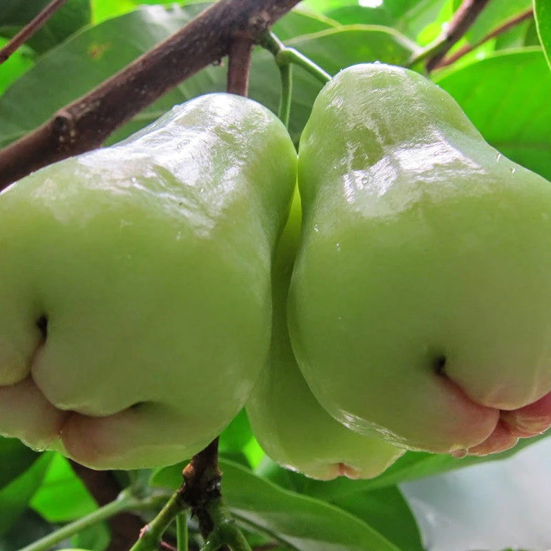 Water Apple Hybrid White- Fruit Plants & Tree 1 Water Apple Hybrid White- Fruit Plants & Tree