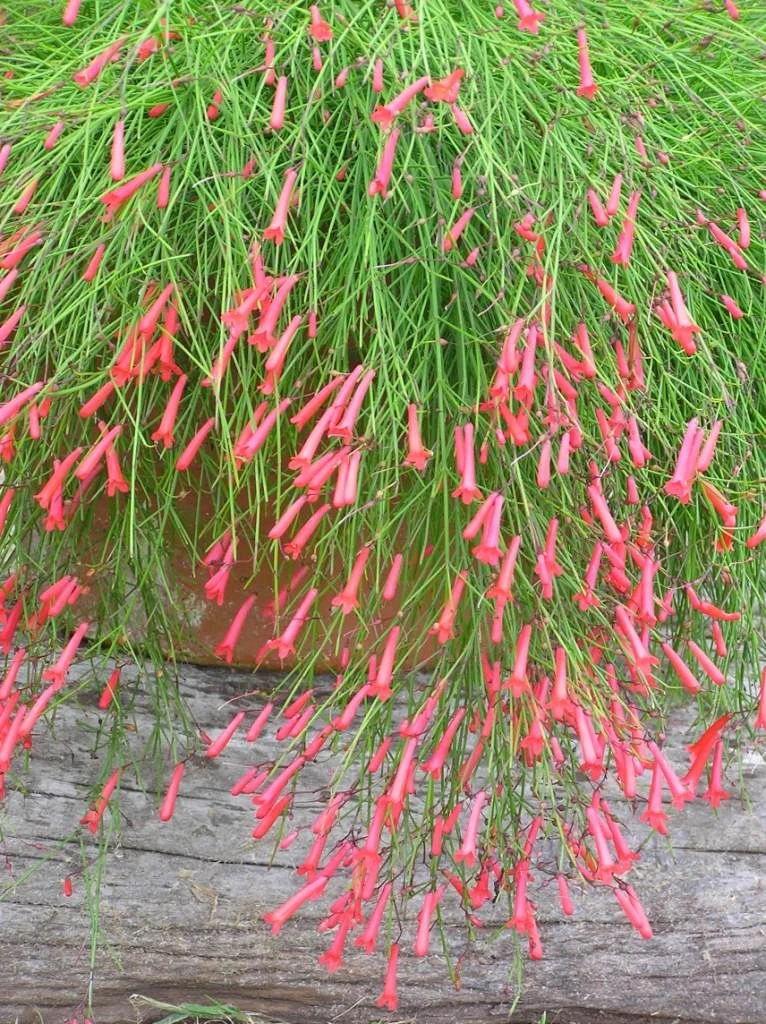 Russelia Equisetiformis Red - Ornamental Flowering Plants 2 Russelia Equisetiformis Red - Ornamental Flowering Plants - Image 2