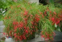 Russelia Equisetiformis Red - Ornamental Flowering Plants 5 Russelia Equisetiformis Red - Ornamental Flowering Plants -Care Flowering Shop russeliajuncea2