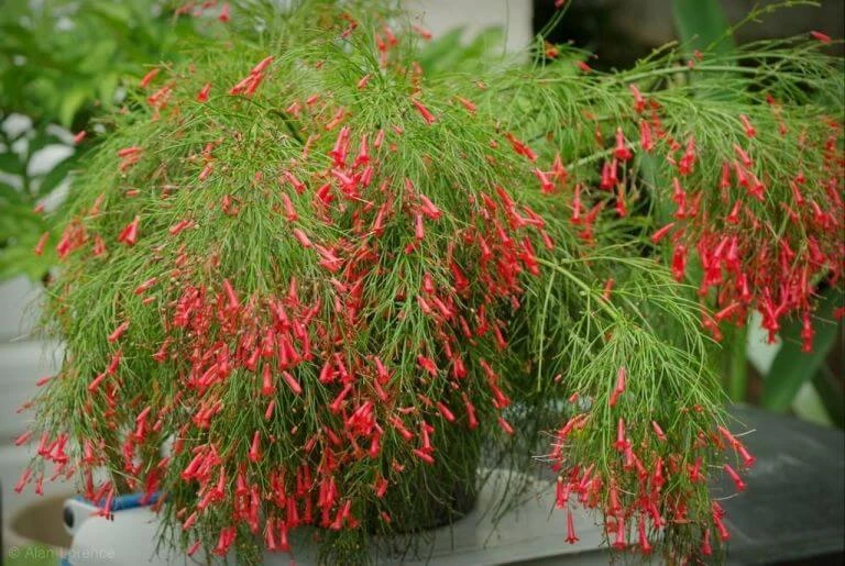 Russelia Equisetiformis Red - Ornamental Flowering Plants 3 Russelia Equisetiformis Red - Ornamental Flowering Plants - Image 3