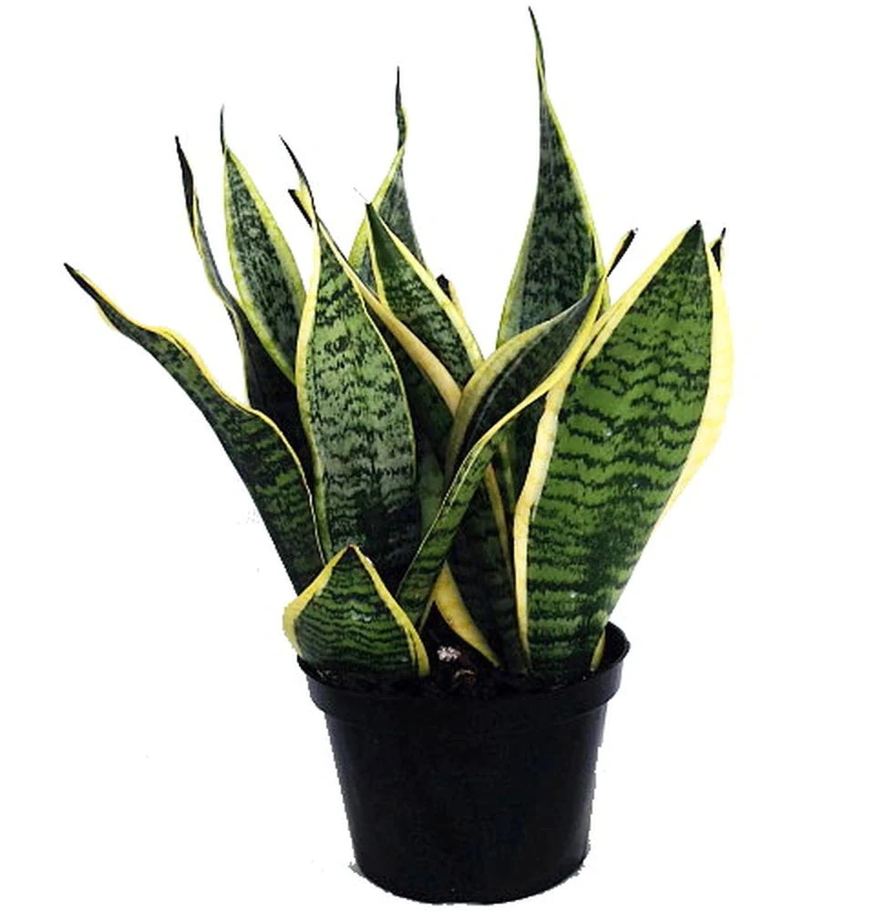 Mother In Law's Tongue/Snake Plant - Indoor Plants 1 Mother In Law's Tongue/Snake Plant - Indoor Plants