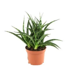 Sansevieria Steel - Indoor Plants