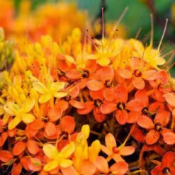 Saraca Indica / Sita Ashoka - Avenue Trees -Care Flowering Shop saraca indica