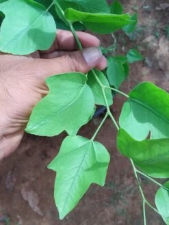 Yeak Bilva/Single Leaf Bael - Plants