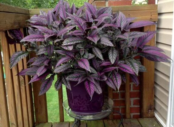 Strobilanthes Dyeriana - Ornamental Plants 3 Strobilanthes Dyeriana - Ornamental Plants - Image 3