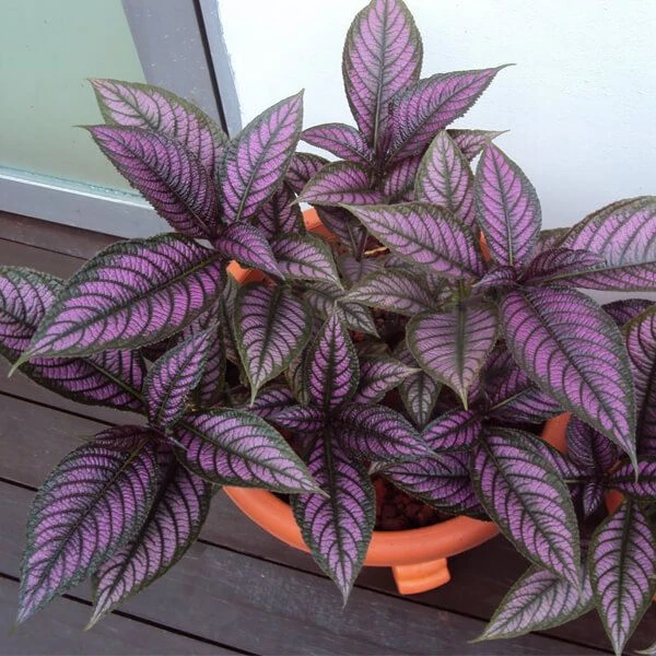Strobilanthes Dyeriana - Ornamental Plants 2 Strobilanthes Dyeriana - Ornamental Plants - Image 2