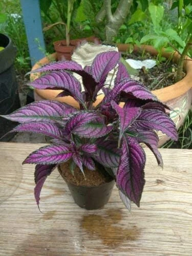 Strobilanthes Dyeriana - Ornamental Plants 1 Strobilanthes Dyeriana - Ornamental Plants