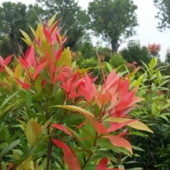 Syzygium Myrtifolium Pink (Dwarf) - Outdoor Ornamental Plants