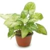 Syngonium Podophyllum - Indoor Plants