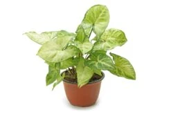 Syngonium Podophyllum - Indoor Plants