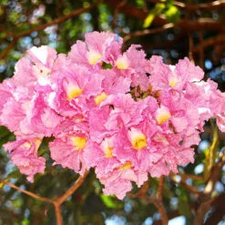 Tabebuia Rosea - Avenue Trees