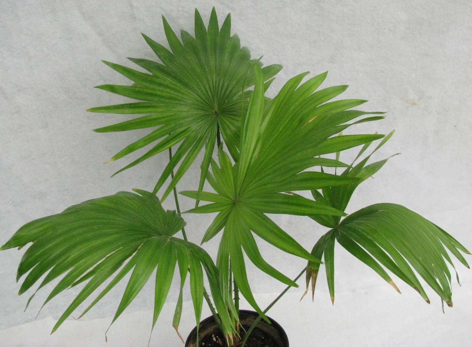 Table/Umbrella Palm - Indoor Plants 2 Table/Umbrella Palm - Indoor Plants - Image 2
