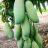 Thailand Mango (Grafted) - Fruit Plants & Tree