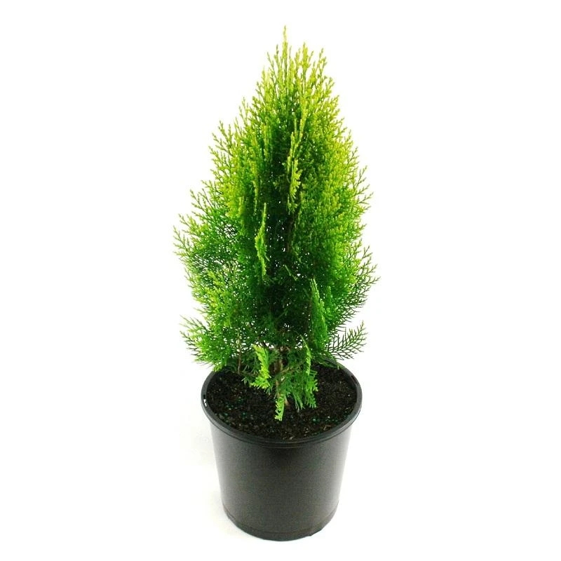 Thuja Orientalis Gold - Ornamental Plants 2 Thuja Orientalis Gold - Ornamental Plants - Image 2
