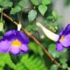 Thunbergia Erecta Blue - Ornamental Flowering Plants