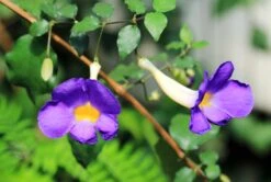 Thunbergia Erecta Blue - Ornamental Flowering Plants