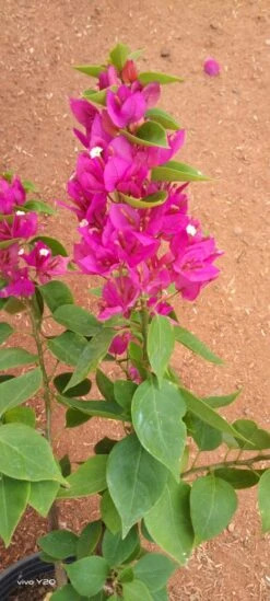 Bougainvillea Torch Glow- Flowering Shrubs 5 Bougainvillea Torch Glow- Flowering Shrubs -Care Flowering Shop torchglow2