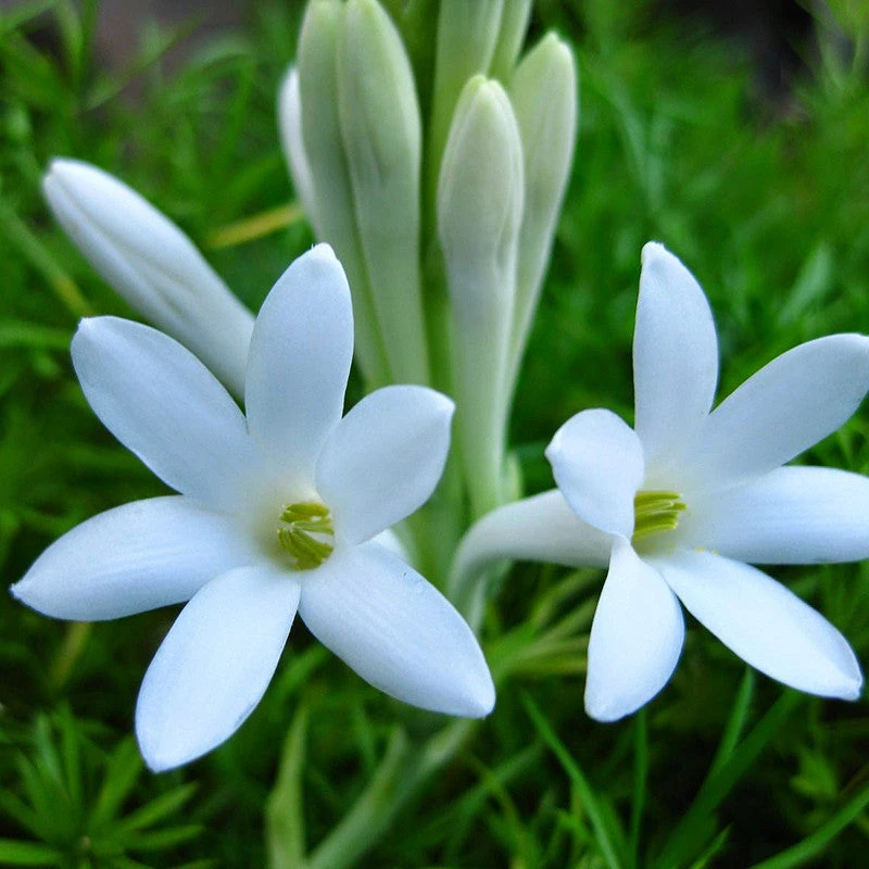 Tuberose/Mexican Tuberose - Flowering Plants 1 Tuberose/Mexican Tuberose - Flowering Plants