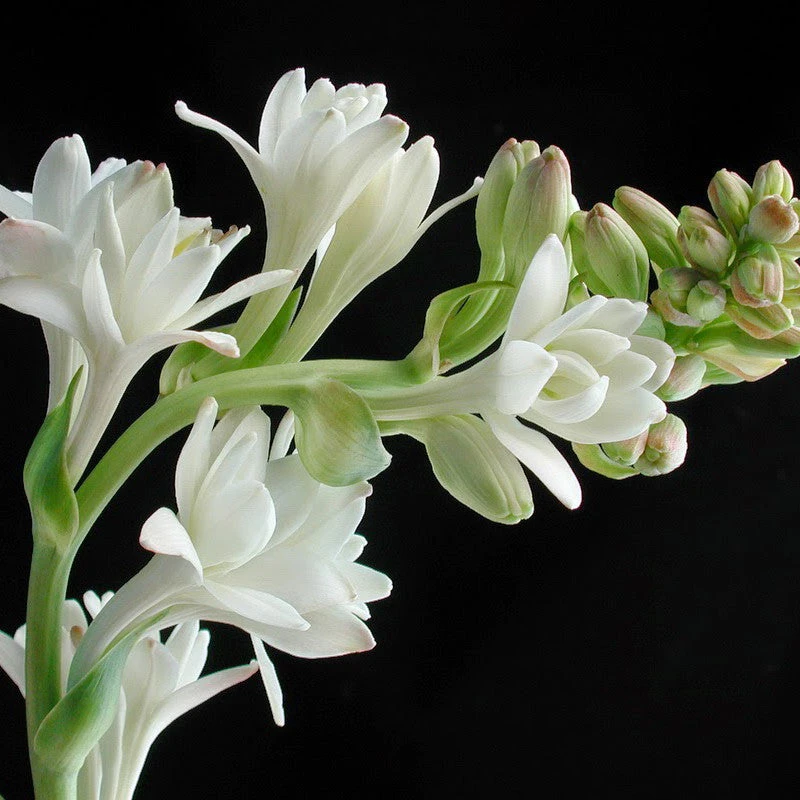 Tuberose/Mexican Tuberose - Flowering Plants 2 Tuberose/Mexican Tuberose - Flowering Plants - Image 2