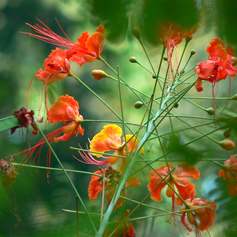 Caesalpinia/Shankasur Red - Flowering Shrubs 2 Caesalpinia/Shankasur Red - Flowering Shrubs - Image 2