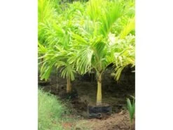 Veitchia Merreilii Golden - Palms