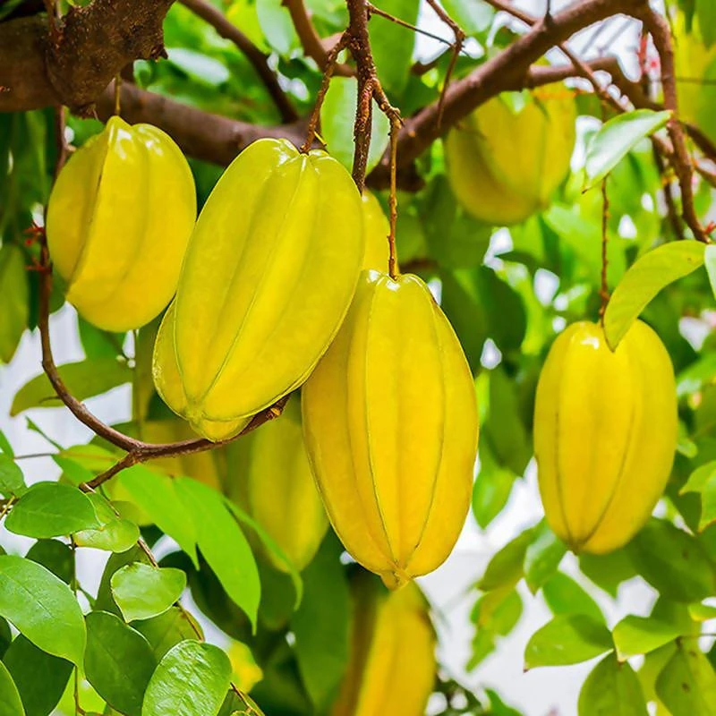 Star Fruit (Grafted)- Fruit Plants & Tree 2 Star Fruit (Grafted)- Fruit Plants & Tree - Image 2