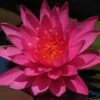 Water Lily Dark Pink - Aquatic Plants