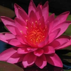 Water Lily Dark Pink - Aquatic Plants