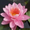 Water Lily Light Pink - Aquatic Plants