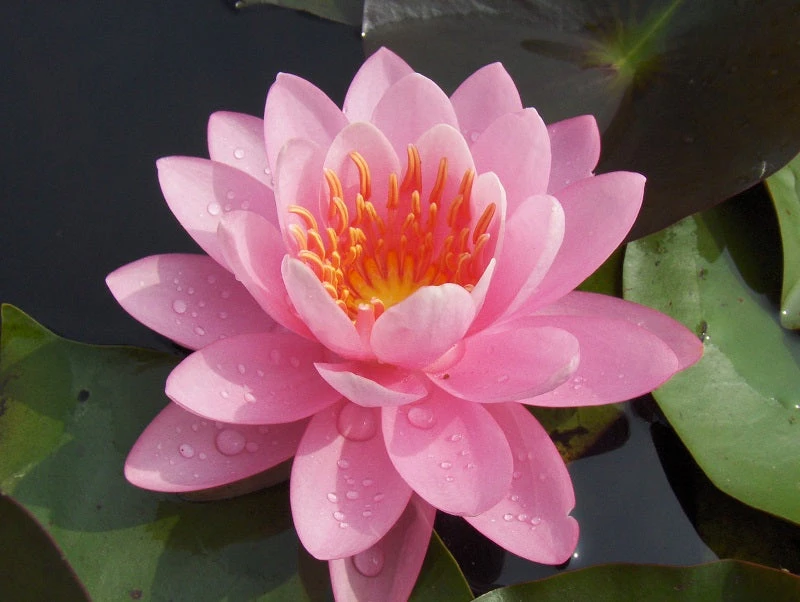 Water Lily Light Pink - Aquatic Plants 1 Water Lily Light Pink - Aquatic Plants