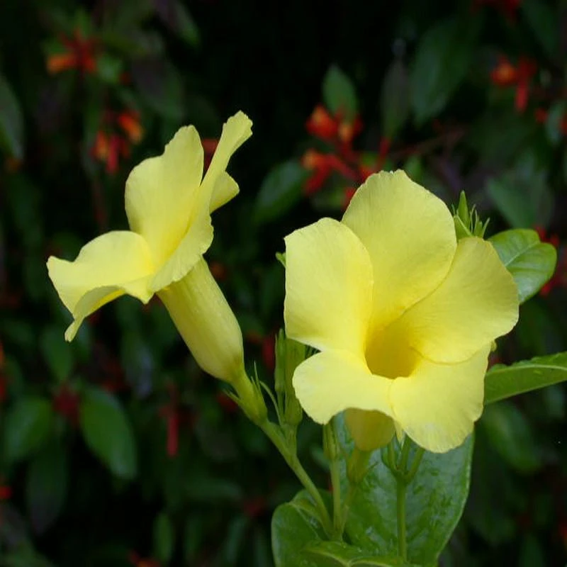 Allamanda Yellow/Wild Allamanda - Creepers & Climbers 2 Allamanda Yellow/Wild Allamanda - Creepers & Climbers - Image 2