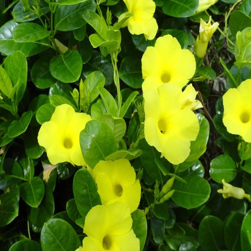 Allamanda Yellow/Wild Allamanda - Creepers & Climbers 1 Allamanda Yellow/Wild Allamanda - Creepers & Climbers