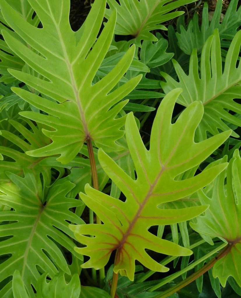 Philodendron Xanadu Gold - Indoor Plants 2 Philodendron Xanadu Gold - Indoor Plants - Image 2