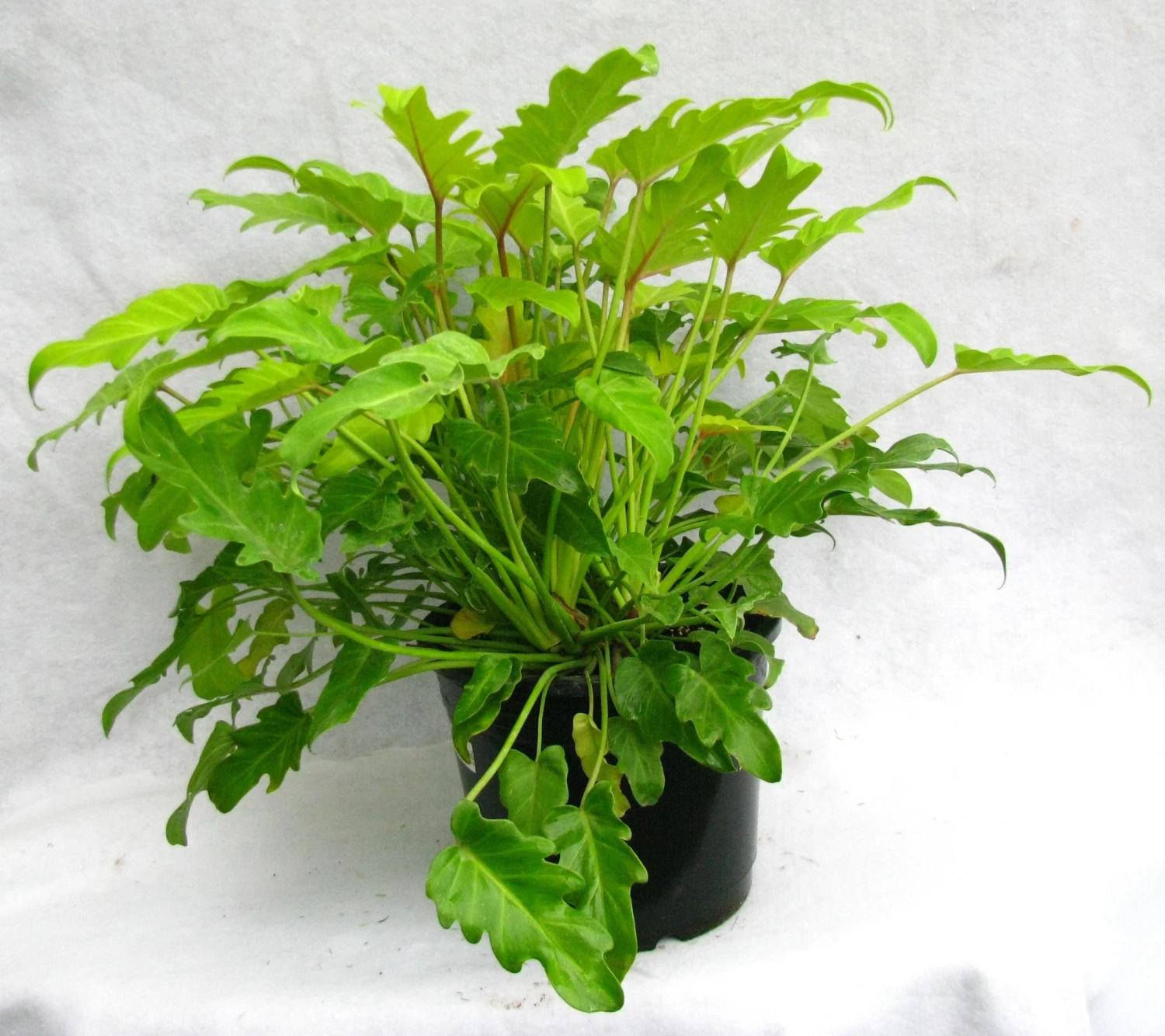 Philodendron Xanadu Gold - Indoor Plants 1 Philodendron Xanadu Gold - Indoor Plants