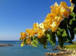 Bougainvillea Light Orange - Flowering Shrubs -Care Flowering Shop yellow bougainvillea over the mediterranean on the island of cyprus clay cofer