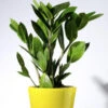Zamioculcas Zamifolia/ZZ Plant - Indoor Plants