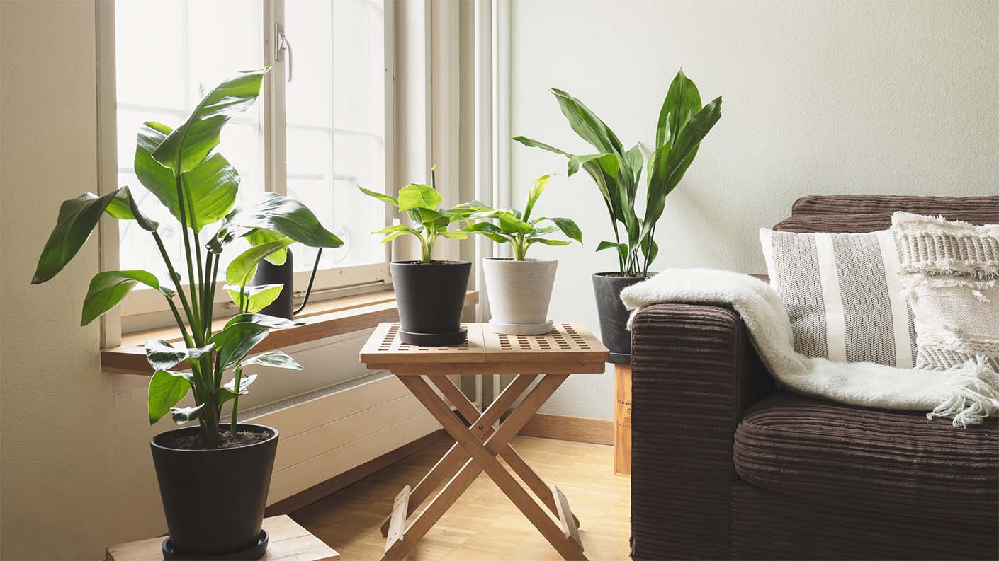 Care Flowering Shop 2 Care Flowering Shop -Care Flowering Shop hellozurich mary and plants 03